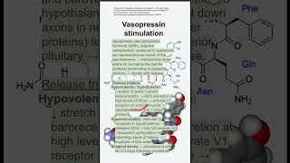 Vasopressin stimulation [upl. by Fablan699]