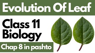 Evolution Of Leaf  Microphyllous leaf and megaphyllous leaf  11 bio chap 8 in pashto [upl. by Uolymme]