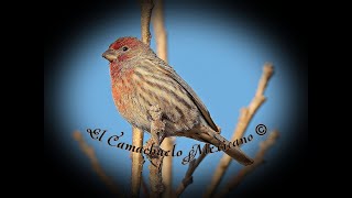 🕊️ Canto del Camachuelo Mexicano 🕊️ [upl. by Greenleaf851]