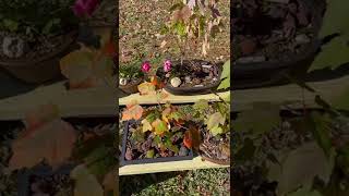 Burgundy Fall Color on a Sweet Gum Tree [upl. by Marlee]