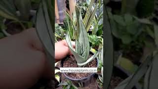 Sansevieria Moonshine Varigated  Subscribe Share amp like👇🏻 [upl. by Irra]