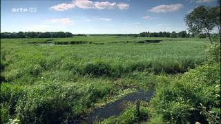 Steffens entdeckt Polen Europas letzter Urwald  Doku Deutsch über Polen [upl. by Baumbaugh]