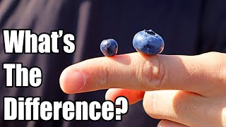 BILBERRY  How European Blueberries are Different than American Blueberries  Weird Fruit Explorer [upl. by Wheelwright143]