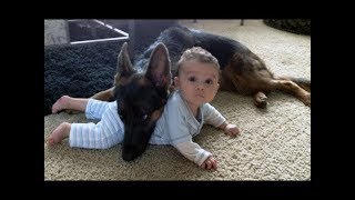 German Shepherd Protects Babies and Kids Compilation  The best Protection Dogs [upl. by Mera]