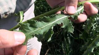 Canada Thistle identification of the Wisconsin Invasive Species Cirsium arvense [upl. by Ecnal]