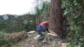 BOMEN KAPPEN MET EEN STIHL MS 661 C [upl. by Elboa812]