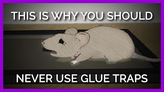 Why Nobody Should EVER Use Glue Traps [upl. by Yentnuoc388]