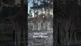 Safari Resort Beekse Bergen Vakantiehuisjes met uitzicht op een savanne met wilde dieren [upl. by Philipines]