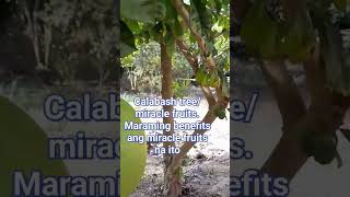 Calabash treemiracle fruitsmadaming benepisyo ang frutas na ito sa katawanshorts [upl. by Narcho]