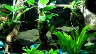 My planted tank with blue gravel [upl. by Morril]