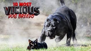 The 10 Most quotViciousquot Dog Breeds [upl. by Aynat]