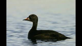 Common Scoter Bird Call [upl. by Hatch]