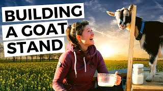 DIY Pallet Goat Milking Stand or Stancheon  Homesteading [upl. by Delaney]