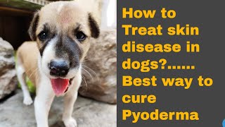 How to treat skin disease in dogs and puppies  My experience in treating Pyoderma Tamil [upl. by Aysab]