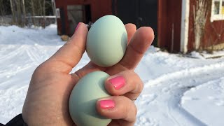 11 Chickens That Lay Colored Eggs Olive Blue and Pink Hen Eggs [upl. by Nodlehs]