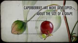 What are Caperberries [upl. by Claire568]