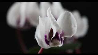 Cyclamen coum  Alpenveilchen Sow Bread [upl. by Eiramaneet]