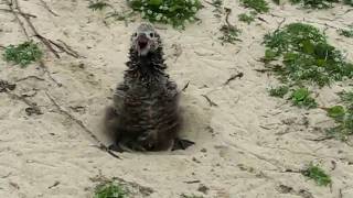 Laysan Albatross chick bill clapping [upl. by Kalam94]