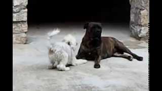 BULLMASTIFF very dangerous to other dogs PEDRAFORCABULLMASTIFFmp4 [upl. by Sebastien]