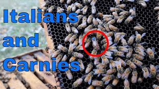 Italian Bees VS Carniolan Bees What we are doing and why I think [upl. by Cottle95]