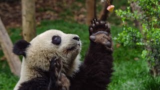 Male Pandas Sexercise Training Regime  BBC Earth [upl. by Douglass]