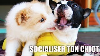 RÉUSSIR LA SOCIALISATION DE TON CHIOT [upl. by Yelich]