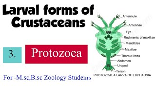 Part3 Larval forms of CrustaceansProtozoea For Msc Bsc Zoology Students [upl. by Acemaj300]