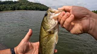 Spinnerbait fishing in mid summer heat 72424 [upl. by Newob705]