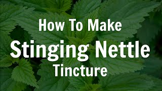 How To Make Fresh Stinging Nettle Tincture [upl. by Marty]