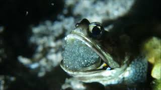 Banded Jawfish Eggs Hatching [upl. by Ahsikar91]