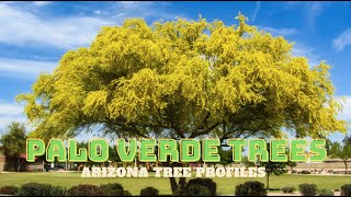 Palo Verde Trees of the Sonoran Desert  Arizona Tree Profiles [upl. by Dicky]