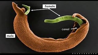 Trematoda 3 Schistosoma [upl. by Yttiy]