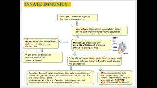 Innate ImmunityNonspecific Body Defenses [upl. by Eirrod]