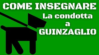 Come insegnare la passeggiata al cucciolo in 4 punti [upl. by Clova]