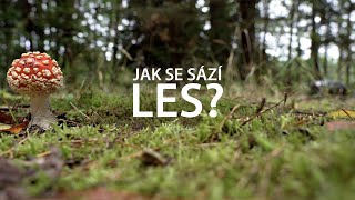 Jsme AGROFERT Jak se sází les [upl. by Godrich]