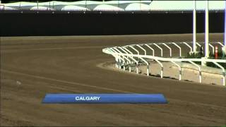 Calls for End to Chuckwagon Races [upl. by Hicks608]