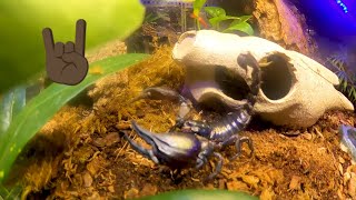 I feed my Heterometrus spinifer \ Asian Forest Scorpion bioactive terrarium [upl. by Nivle463]