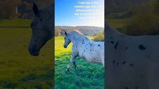 Abandoned horse gets a new life She is amazing🧡drafthorse cross equestrian training rescue [upl. by Helga]