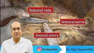 Gross anatomy of Thigh  Nerve  Artery amp Vain anatomy mbbsstudent fmge [upl. by Berthoud]