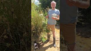 Hogweed heracles sphondylium grasslands meadows explore adventure nativeplants nature [upl. by Avie]