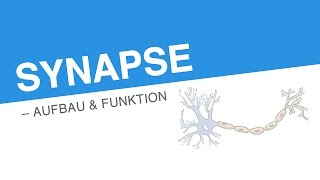 SYNAPSE – AUFBAU FUNKTION  Biologie  Neurobiologie und Verhalten [upl. by Ahselaf]