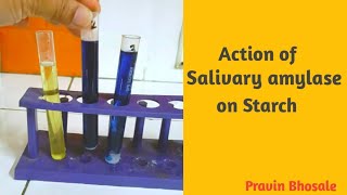 Action of Salivary amylase on Starch  Pravin Bhosale [upl. by Ballinger]