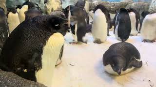 Adelie penguins are resting [upl. by Lorna]