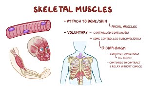 Système musculaire Anatomie amp Physiologie [upl. by Penelope]