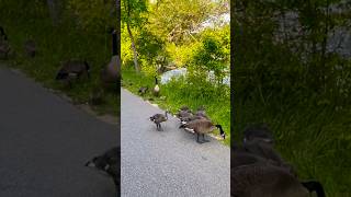 Geese families raising goslings together  Horizons視野  goose  wildlife  gosling  lake [upl. by Nerad]