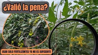 La VERDAD acerca del cultivo de tomates a partir de semillas esto me llevó 14 años [upl. by Aneehsyt]