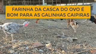 FARINHA DA CASCA DO OVO É BOM PARA AS GALINHAS CAIPIRAS [upl. by Handler]