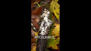 Mycelium is the wood wide web [upl. by Eckmann]