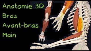 Description Anatomique 3D des Muscles et ligaments des bras et des mains Naturosoutien [upl. by Ingvar106]