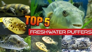 Top 5 Freshwater Puffers My top recommendations [upl. by Melville]